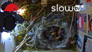 slowtv_budka